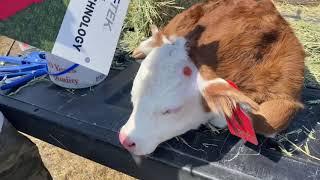 Tending to our newest Miniature  Hereford calf