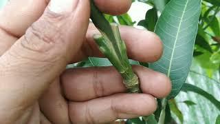 आम की कलम बांधने का आसान तरीका mango grafting in simple way