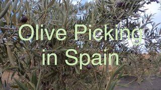 Olive Picking in Baza, Spain