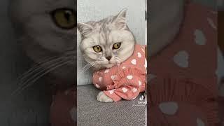 Танец котика
