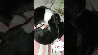 baby rabbit growing up 1 to 15 day#shorts