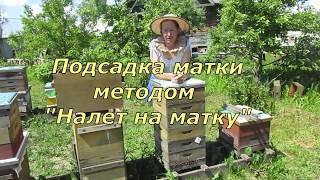 Подсадка матки методом "Налет на матку"