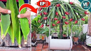 How to Grow Dragon Fruits in a Container from Stem to Fruit | EP1