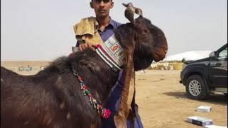 World Best Kamori Goats Of Sindh.