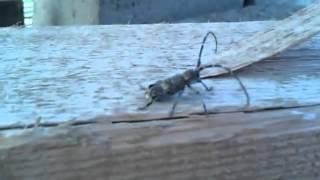 Смотреть тараканище видео   See Cockroach