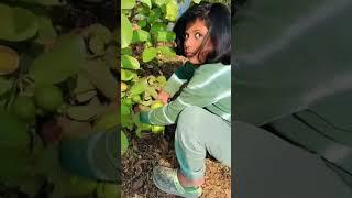 Harvesting Gauvas || Farm days || Apple The Explorer #farming #farmdays #harvesting #farmdiaries