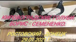 " КИРОВОГРАДСКИЕ ГОЛУБИ - БОРИСА СЕМЕНЕНКО." И ГОЛУБИ АЛЕКСЕЯ ШАФОРОСТОВА." 29.01.2021.Г.