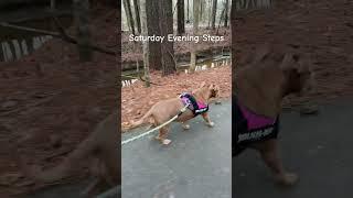 Evening Exercise Vibe #saturdaymotivation #lifeinvibe #outdooractivities #pitbullmix #pitbull