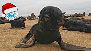 Baby Seals at Pelican Point - Happy Holidays from the OCN team!