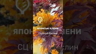 Японські клени - Червоні, зелені, які хочете... #shorts #shortsvideo #acer #gardening #landscape