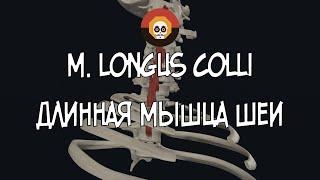 Длинная мышца шеи (m. longus colli) 3D Анатомия