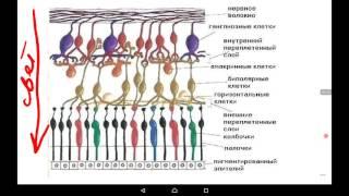 Частная физиология анализаторов