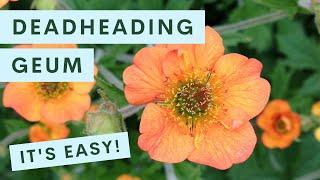 Deadheading Geum (Avens) — It’s Easy!