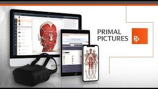 Welcome to Primal Pictures 3D Digital Anatomy and Physiology