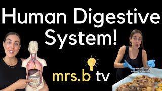Human Digestive System! 