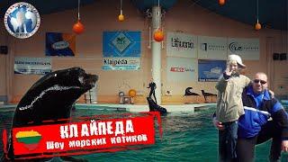 Клайпеда  Литва. Шоу морских котиков. Морской музей Алекс Авантюрист