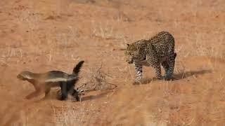 Brave honey badger survives leopard attack