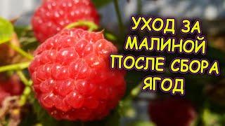 Три рекомендации по уходу за малиной  после сбора ягод. Малина выращивание и уход после сбора ягоды.