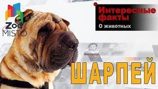 Шарпей - Интересные факты о породе  | Собака породы шарпей