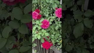 сорвать бы розу#песня#вид#розы#красота#блог#обзор