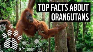 Top 10 Orangutan Facts | Animal Fun Facts | WWF
