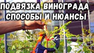 Подвязка винограда - способы и нюансы!