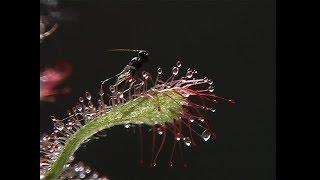 Deadliest and hungry plants | Carnivorous plants | insect eating plants