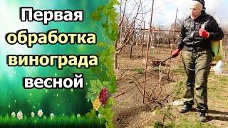 СРОЧНАЯ ОБРАБОТКА ВИНОГРАДА ВЕСНОЙ ПОСЛЕ ОТКРЫТИЯ КУСТОВ. МЕДНЫЙ КУПОРОС ДЛЯ ЛОЗЫ.