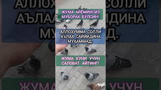 Жума айёмингиз муборак бўлсин! #2024shorts #uzbekistan