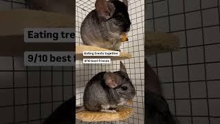 Rating cute things my chinchilla does