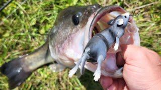 Unboxing & Fishing Savage Gear 3D Rad Rat