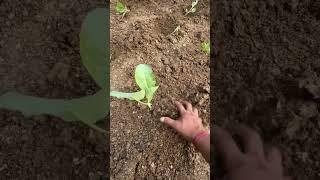 #Cauliflower #Cabbage #Radish 19 October 2024