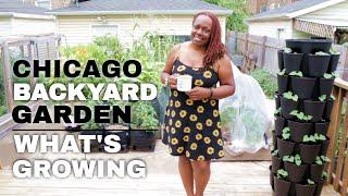 Chicago Backyard Garden Tour!