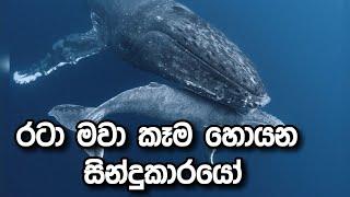 Humpbackwhale l රටා මවා කෑම හොයන සින්දුකාරයෝ