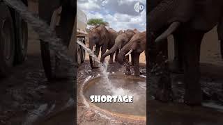 Some Elephants Are Jerks!