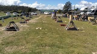 Woodchopping Tasmanian Masters Games 75+ Standing Hard Hitting Champ Bob Hartshorne Exeter 2024