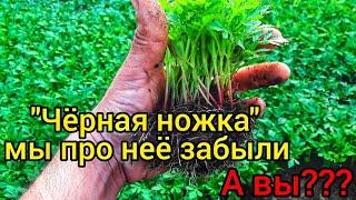 "ЧЁРНАЯ НОЖКА"-мы про неё давно забыли. За четыре года ни одного случая. ПОДРОБНАЯ ИНСТРУКЦИЯ ПОБЕДЫ