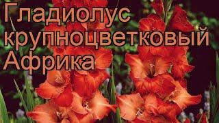 Гладиолус крупноцветковый Африка (gladiolus)  Африка обзор: как сажать, рассада гладиолуса Африка