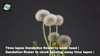 Time lapse Dandelion flower to seed head | Dandelion flower to clock blowing away time lapse |