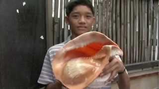 GIANT CONCH SHELL DISCOVERED IN CEBU, PHILIPPINES