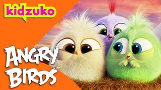  The Story of the Hatchlings and the Lost Baby Eggs 🪺 | Angry Birds | Compilation | @Kidzuko