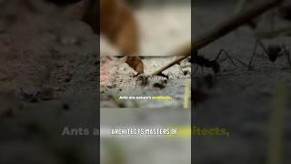 The Engineering Marvels of Ants#Ants#InsectIntelligence#NatureDocumentary#AnimalBehavior