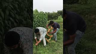 Watch What Happens When Emtiaz Bhuyan Fakes a Cobra Attack! #pranksterrahul