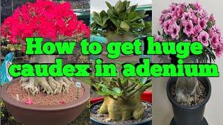 How to get huge caudex in Adenium?