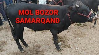 MOL BOZOR SAMARQAND, URGUT MOL BOZORI, BUQALAR NARXLARI,