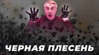 Черная плесень — страшилка или реальная угроза?