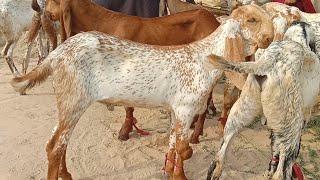 Hasilpur Bakra Mandi latest update 2025 Ajmal TV Hasilpur 03086171529