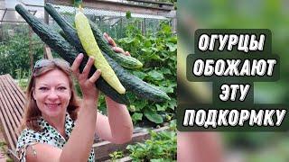 Три Подкормки Для Огромного Урожая Огурцов Быстро и Просто | Огурцы в открытом грунте