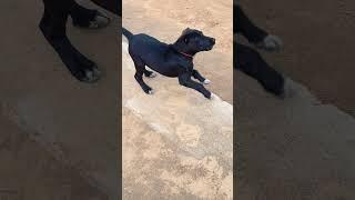 Baby Dog  Barking Sound 25  #dogsound #puppysounds #dogvoice #barking #puppyvoice