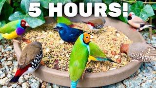 5 Hours - Beautiful Finches and Softbills! Bird sounds, birds chirping and bird singing